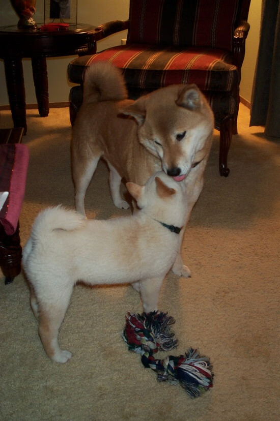 仰泳新秀为希腊带来惊喜晋级，仰泳s11