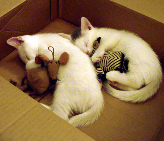 德甲策略多变：布局巧妙，精彩纷呈！，德甲赛事分析