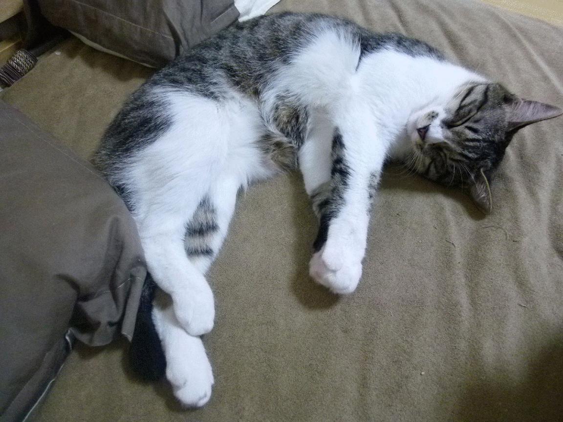 施瓦茨冲刺拼搏 展现德式执着，施瓦茨家族