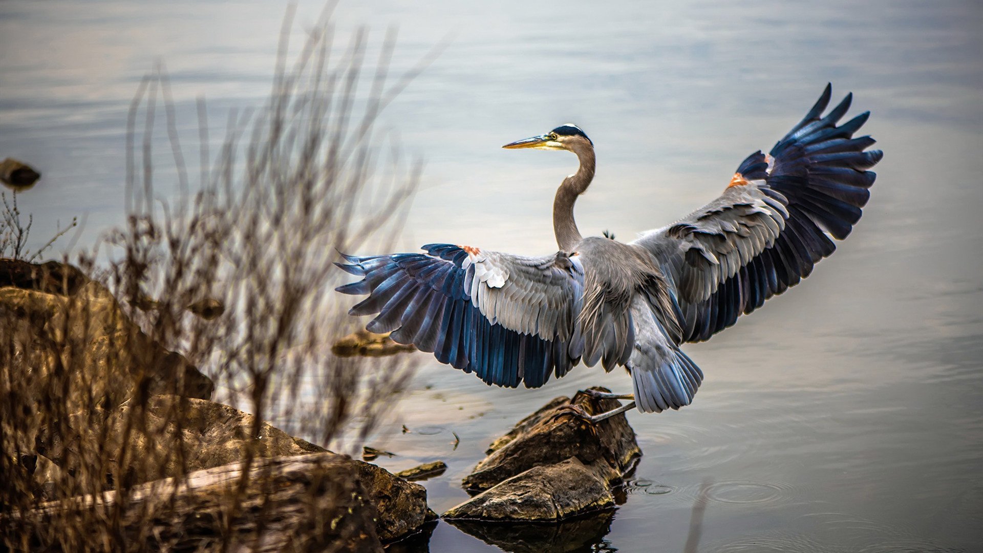 华体会app-欧洲杯变阵奇技：变化多样，惊喜不断！，欧洲杯变盘分析