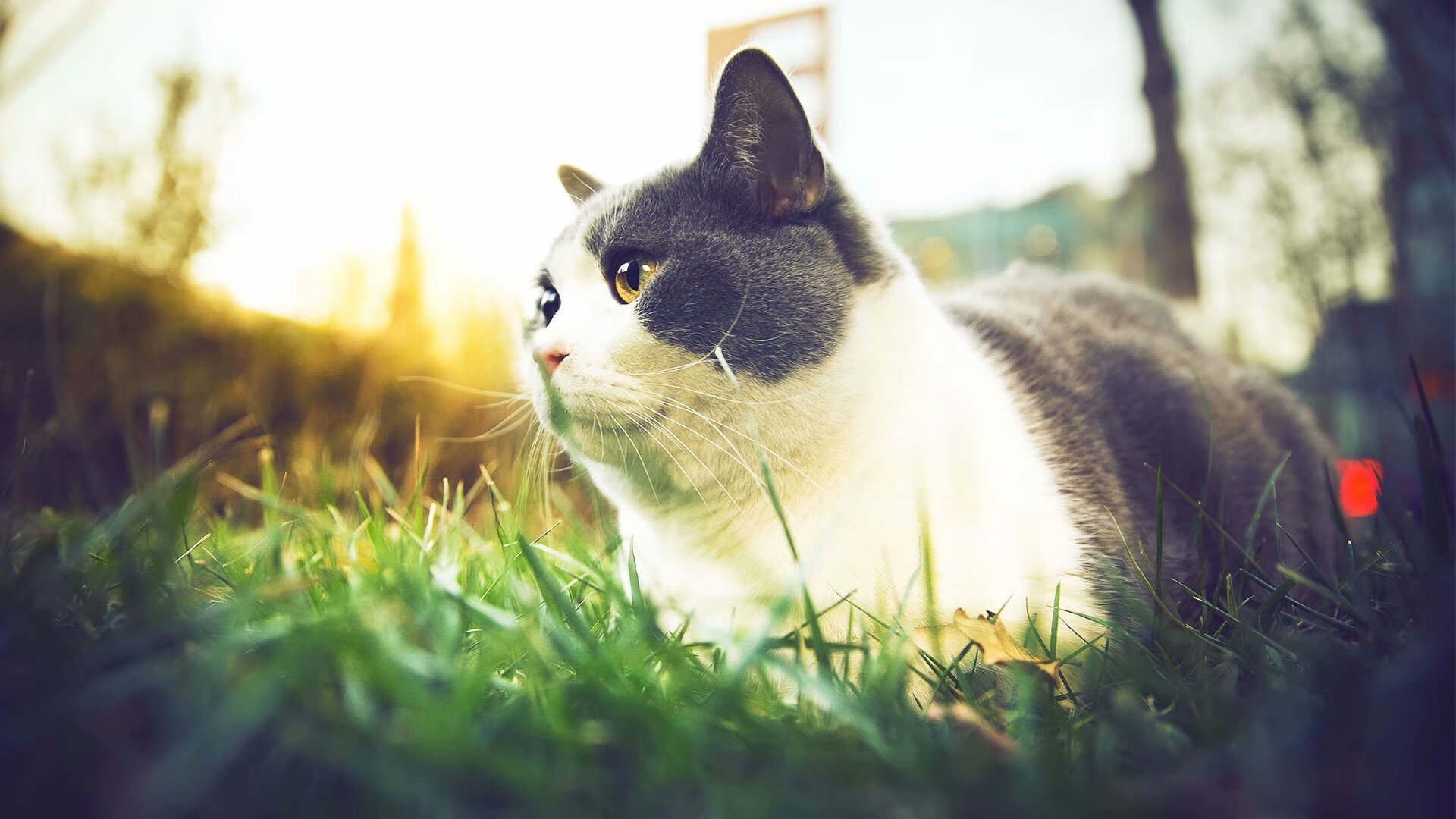 步行者打出团队篮球多点开花赢得掌声，步行者队怎么样