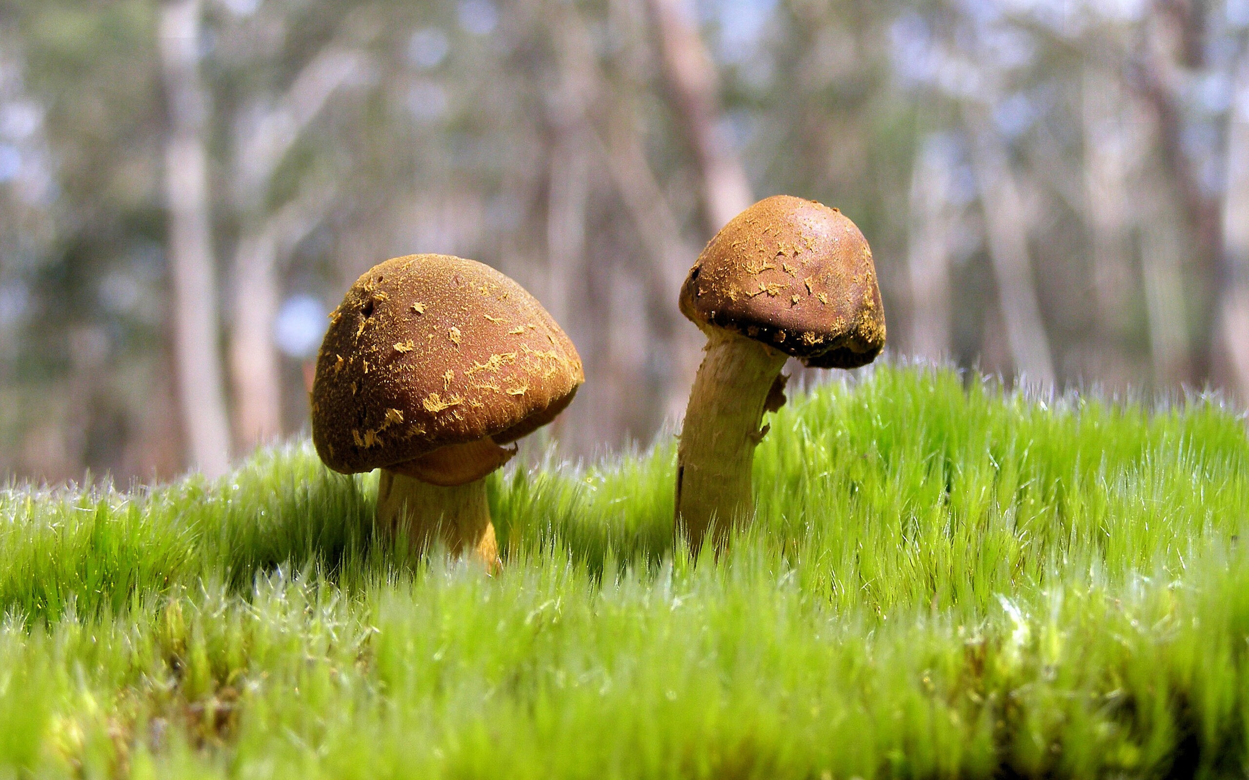 美国队精准换泳助力夺得银牌，美国队泳衣