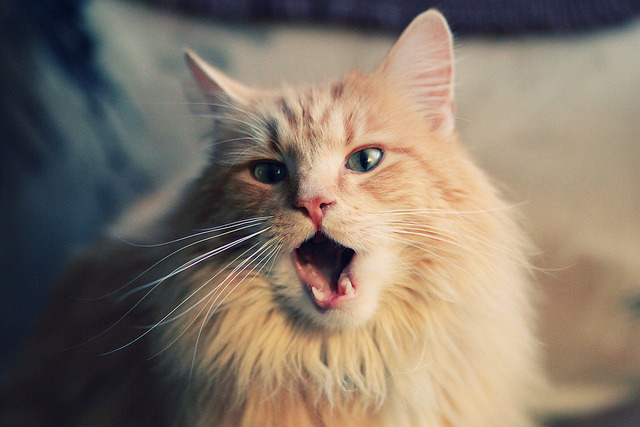 华体会网址-1451亿王传福，股神巴菲特为何不再青睐？，巴菲特投资传奇